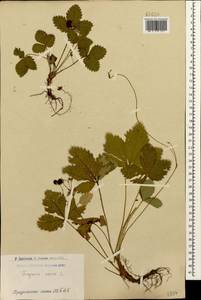 Земляника лесная L., Кавказ, Армения (K5) (Армения)