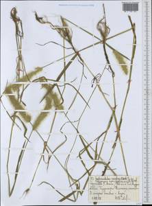 Многобородник монпельенский (L.) Desf., Африка (AFR) (Эфиопия)