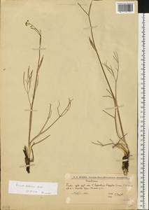 Ферула татарская Fisch. ex Spreng., Восточная Европа, Нижневолжский район (E9) (Россия)