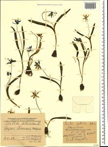 Пролеска сибирская Andrews, Кавказ, Грузия (K4) (Грузия)