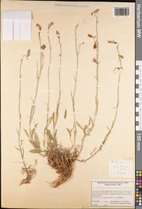 Колокольчик, Зарубежная Азия (ASIA) (Иран)