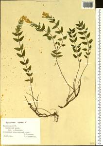 Шлемник приземистый L., Восточная Европа, Средневолжский район (E8) (Россия)