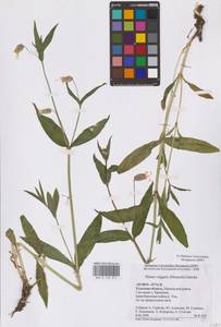 Смолевка обыкновенная, Хлопушка (Moench) Garcke, Восточная Европа, Центральный район (E4) (Россия)