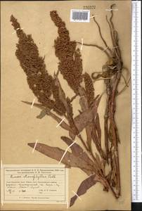 Щавель узколистный Ledeb., Средняя Азия и Казахстан, Муюнкумы, Прибалхашье и Бетпак-Дала (M9) (Казахстан)