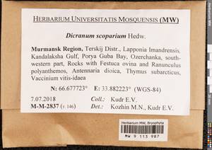 Dicranum scoparium Hedw., Гербарий мохообразных, Мхи - Карелия, Ленинградская и Мурманская области (B4) (Россия)
