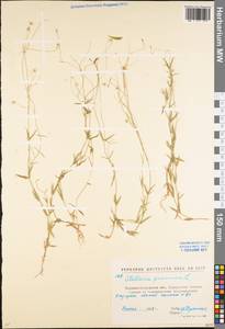 Звездчатка злаковая, Звездчатка злаковидная L., Восточная Европа, Северо-Украинский район (E11) (Украина)