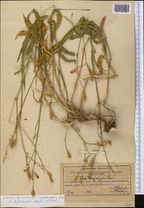 Silene fedtschenkoi Bondarenko & Vvedenskii, Средняя Азия и Казахстан, Западный Тянь-Шань и Каратау (M3) (Узбекистан)