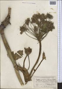 Дудник низбегающий, Дягиль низбегающий (Ledeb.) B.Fedtsch., Средняя Азия и Казахстан, Памир и Памиро-Алай (M2) (Таджикистан)