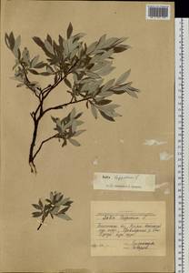 Ива лопарская L., Сибирь, Западная Сибирь (S1) (Россия)