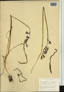 Hyacinthoides non-scripta (L.) Chouard ex Rothm., Западная Европа (EUR) (Великобритания)