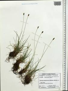 Carex simpliciuscula Wahlenb., Сибирь, Центральная Сибирь (S3) (Россия)