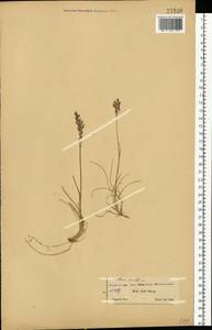 Мятлик арктический R.Br., Восточная Европа, Северный район (E1) (Россия)