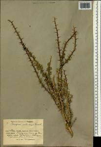 Caragana polourensis Franch., Зарубежная Азия (ASIA) (КНР)