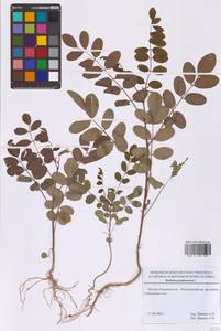 Робиния лжеакация, Белая акация L., Восточная Европа, Московская область и Москва (E4a) (Россия)