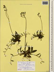 Pilosella acutifolia subsp. acutifolia, Крым (KRYM) (Россия)