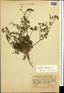 Прицепник широкоплодный L., Кавказ, Грузия (K4) (Грузия)