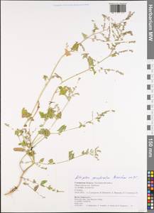 Лебеда лежачая, Лебеда простертая DC., Восточная Европа, Средневолжский район (E8) (Россия)