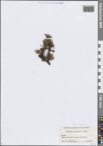 Сиббальдия мелкоцветковая Willd., Кавказ, Грузия (K4) (Грузия)