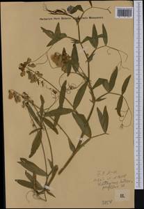 Lathyrus grandiflorus Sibth. & Sm., Западная Европа (EUR) (Чехия)