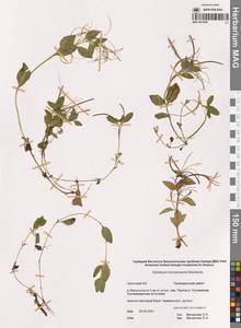 Кипрей Хорнемана, Кипрей Горнемана Rchb., Сибирь, Чукотка и Камчатка (S7) (Россия)