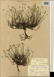 Минуарция щетинковая (Thuill.) Hayek, Крым (KRYM) (Россия)