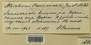 Atrichum flavisetum Mitt., Гербарий мохообразных, Мхи - Центральное Черноземье (B10) (Россия)