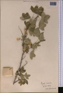 Клен туркменский (Pojark. ex Czerniak.) Rech.fil., Средняя Азия и Казахстан, Копетдаг, Бадхыз, Малый и Большой Балхан (M1) (Туркмения)