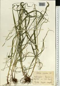 Lolium giganteum (L.) Darbysh., Восточная Европа, Волжско-Камский район (E7) (Россия)