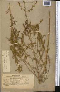 Полынь пятидольчатая Trautv., Средняя Азия и Казахстан, Прикаспийский Устюрт и Северное Приаралье (M8) (Казахстан)