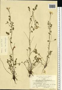 Cardamine pratensis subsp. dentata (Schult.) Čelak., Восточная Европа, Московская область и Москва (E4a) (Россия)