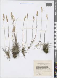 Koeleria spicata subsp. spicata, Сибирь, Западная Сибирь (S1) (Россия)