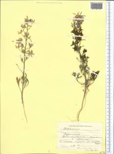 Живокость, Средняя Азия и Казахстан, Каракумы (M6) (Туркмения)