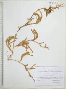 Плаун булавовидный L., Сибирь, Дальний Восток (S6) (Россия)