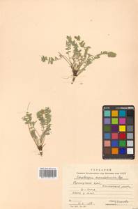 Oxytropis coerulea subsp. coerulea, Сибирь, Дальний Восток (S6) (Россия)