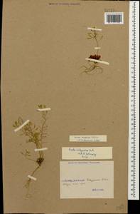 Крупка щетинистая Willd., Кавказ, Грузия (K4) (Грузия)