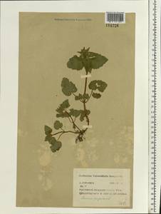 Яснотка пурпурная, Яснотка пурпуровая L., Восточная Европа, Центральный район (E4) (Россия)