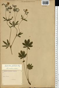 Potentilla thuringiaca subsp. goldbachii (Rupr.) Th. Wolf, Восточная Европа, Центральный район (E4) (Россия)