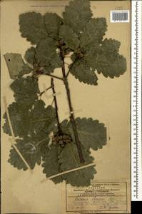 Quercus petraea subsp. polycarpa (Schur) Soó, Кавказ, Азербайджан (K6) (Азербайджан)