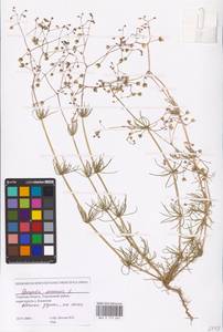 Торица полевая, Торица обыкновенная L., Восточная Европа, Северо-Западный район (E2) (Россия)