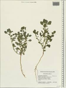 Щирица белая L., Крым (KRYM) (Россия)