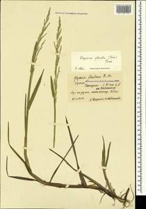 Манник замеченный Chevall., Крым (KRYM) (Россия)