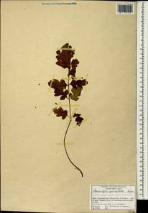Meconopsis paniculata, Зарубежная Азия (ASIA) (Индия)