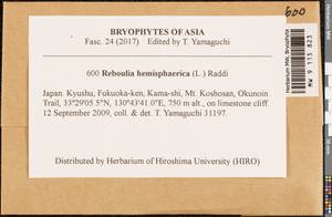Reboulia hemisphaerica (L.) Raddi, Гербарий мохообразных, Мхи - Азия (вне границ бывшего СССР) (BAs) (Япония)