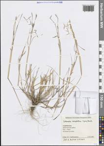 Кутандия мемфисская (Spreng.) K.Richt., Кавказ, Азербайджан (K6) (Азербайджан)