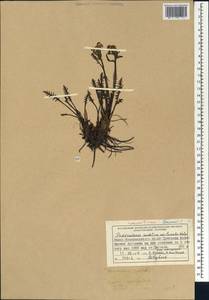 Мытник судетский Willd., Сибирь, Центральная Сибирь (S3) (Россия)