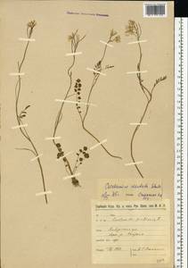 Cardamine pratensis subsp. dentata (Schult.) Celak., Восточная Европа, Северо-Западный район (E2) (Россия)