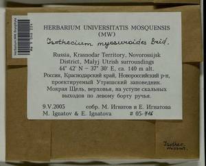 Pseudisothecium myosuroides (Brid.) Grout, Гербарий мохообразных, Мхи - Северный Кавказ и Предкавказье (B12) (Россия)