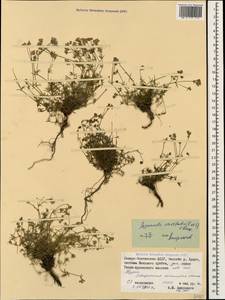 Cynanchica cristata (Sommier & Levier) P.Caputo & Del Guacchio, Кавказ, Северная Осетия, Ингушетия и Чечня (K1c) (Россия)