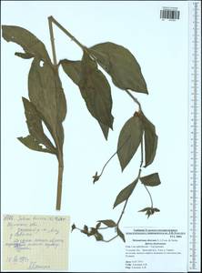 Silene dioica subsp. dioica, Восточная Европа, Центральный район (E4) (Россия)
