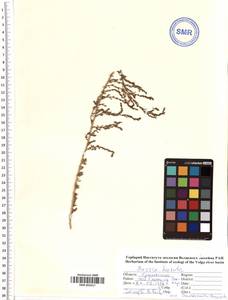 SMR002017, Spirobassia hirsuta (L.) Freitag & G. Kadereit, Средняя Азия и Казахстан, Прикаспийский Устюрт и Северное Приаралье (M8) (Казахстан)